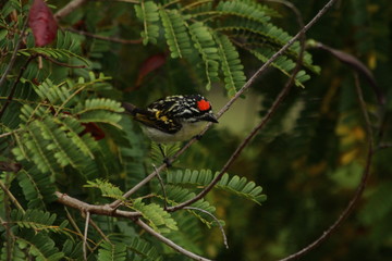 A tinker bird in a tree