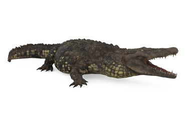 Crocodile Isolated