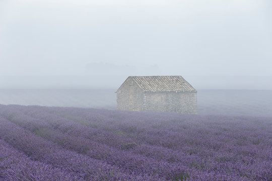 Lavender fields on the Plateau de Valensole, Provence, France.