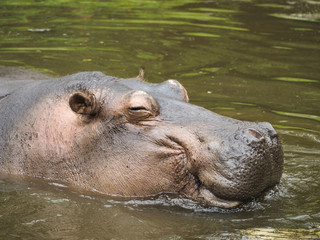 smiling hippopotamus at safari park indonesia