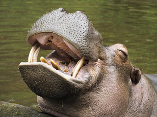 smiling and laughing hippopotamus at safari park indonesia