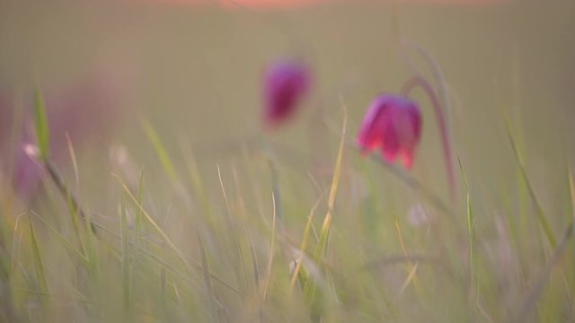 Snake's Head Fritillary or checkered lily (Fritillaria meleagris) in a meadow during a beautiful springtime sunset