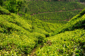 big and sun green plantation of tea in India .