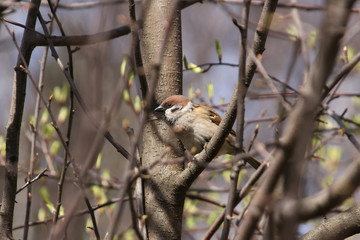Sparrow sitting on a tree branch with young spring foliage in sunny weather Moscow region