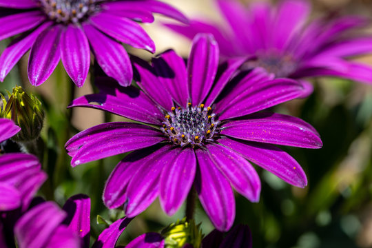 close up of a purple flower macro