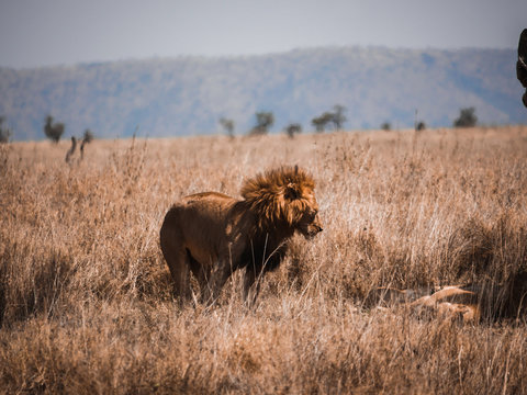 Majestic lion looking at his wife.