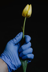 Female hand with blue latex gloves holding a yellow tulip