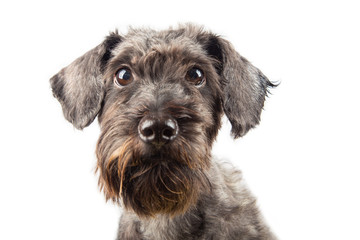 Portraiture Joyful puppy purebred toy poodle puppy on white background. 