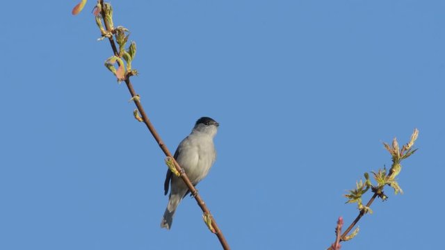 Eurasian Blackcap sitting and singing on a tree