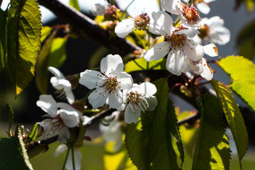Obraz premium Close up of white flower of Prunus, Cherry blooming in the first months of April on sunny day. First flowers in the spring. 