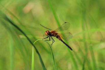 Dragonfly blood red sits on the grass in sunny weather Moscow region