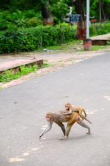 Gruppo di scimmie con cucciolo nei siti archeologici in india