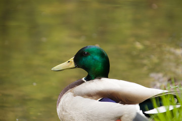 Obraz premium Mallard duck male in colorful plumage close-up in spring Moscow region