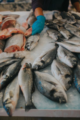 A group of fresh fish lying on the ice . High quality photo