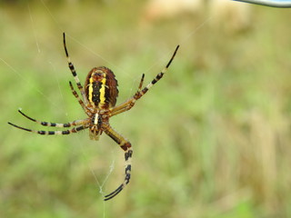 aracnido