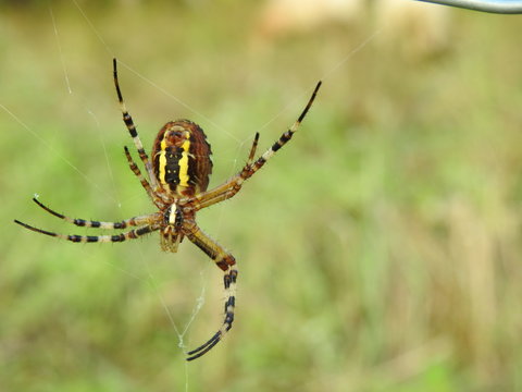 aracnido