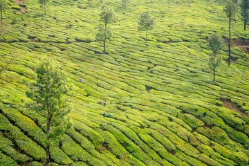 Indigenious indian picker woman working in chai plantations in Kerala Munnar