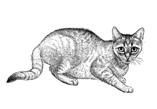 Hand drawing of young domestic cat