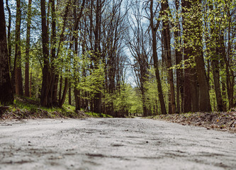 Forest gravel road, convergent perspective