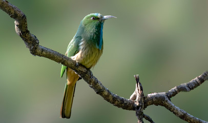 Blue breaded bee eater in a sunset