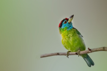 Blue throat barbet in an evening light