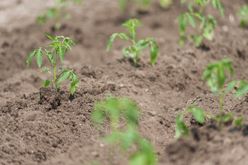 Young tomato plants in the garden