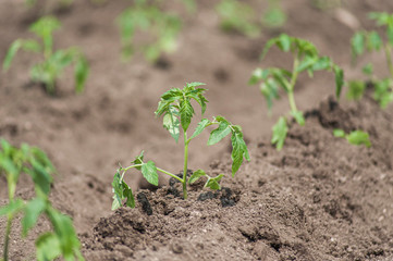 Young tomato plants in the garden
