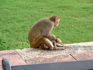 Gruppo di scimmie con cucciolo nei siti archeologici in india