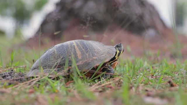 Side angle of box turtle at ground level breathing in 