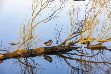 Ente