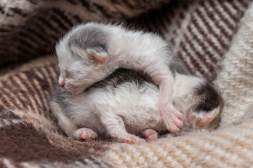 Two little newborn kittens on a plaid