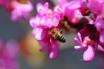 Photo of spring pink buds with bees