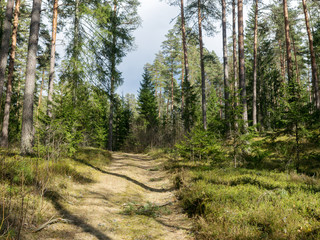 Fototapeta na wymiar forest landscape with a simple forest road