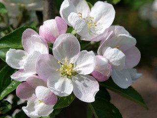 Viele Blüten eines Apfelbaums mit strahlend weißen Blütenblättern, gelben Staubblättern und einem Hauch von pink an den aufgehenden Blüten