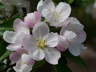 Viele Blüten eines Apfelbaums mit strahlend weißen Blütenblättern, gelben Staubblättern und...