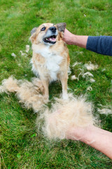 The man is holding a clump of dog fur. The dog sheds his hair (moulting)