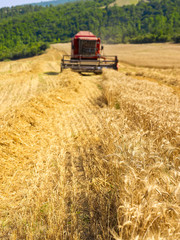 Fototapeta premium Combine harvester