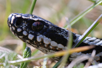 Schwarz-weiß gemusterte Kreuzotter - Vipera berus - in einer Makroaufnahme - Stack aus 15 Aufnahmen