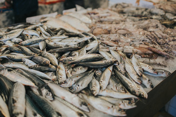 A group of fresh fish lying on the ice. High quality photo