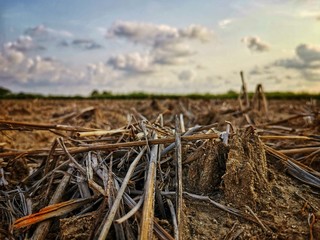 dry grass in the field