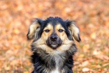 Small dog with black and brown wool on the background of autumn leaves