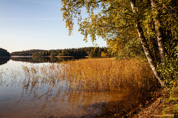 Lake shore with birches on side. Autumnal landscape sunny evening. Reeds in water. Ahijarv lake in Kraula National Park in Estonia, Europe..