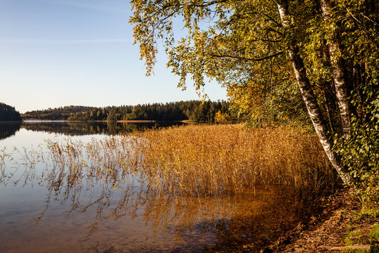 Lake shore with birches on side. Autumnal landscape sunny evening. Reeds in water. Ahijarv lake in Kraula National Park in Estonia, Europe..