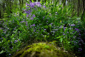 Wild Sweet William on a Mossy Log