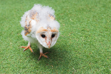 an owl chick (tyto alba) looks intently at the camera. night raptor © Javier