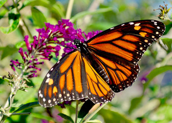 A female Monarch Butterfly (Danaus plexippus) feeds on the nectar of purple. butterfly bush (Buddleia davidii). Closeup. Long Island, NY. 