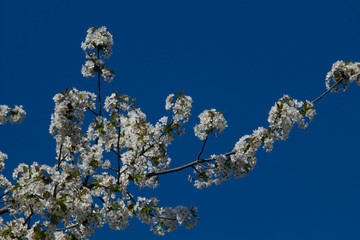 Blossoming apple tree in April.