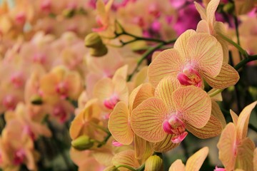 Fototapeta na wymiar Orquídea 