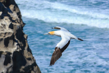 An Australasian gannet flying along the coastline. Muriwai, New Zealand