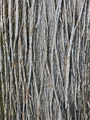 Obraz premium A Detailed Relief Texture Of Natural Wooden Tree Bark